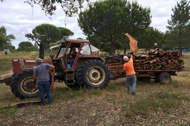 溯源軟木，環保地板的誕生 圖片12