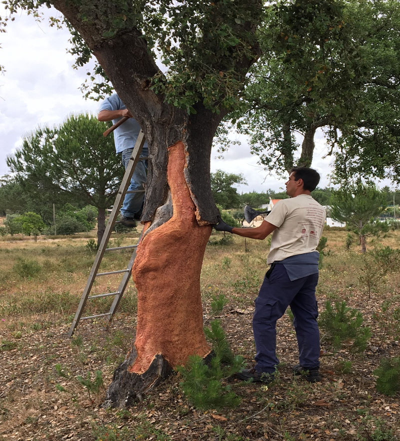 軟木走進家居，生活體驗全面升級 圖片5