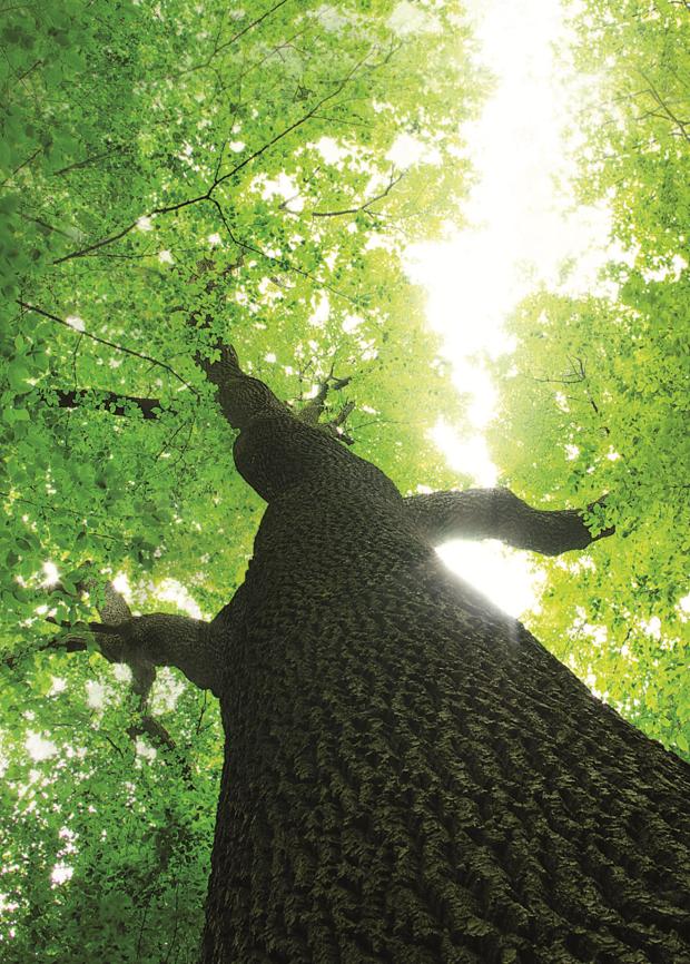 真的那么牛嗎?深扒世界地板大廠(chǎng)的前世今生 圖片9